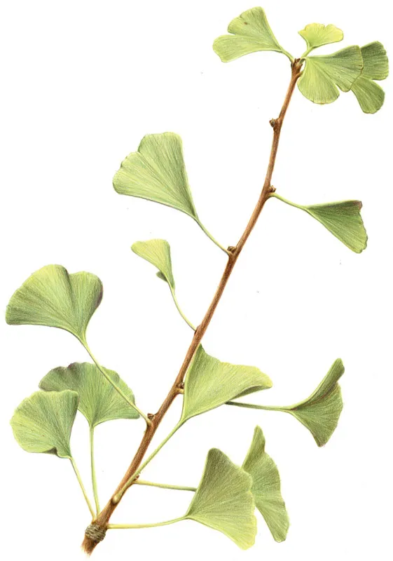 Immagine 1 GIOVINEZZA E MATURITÀ