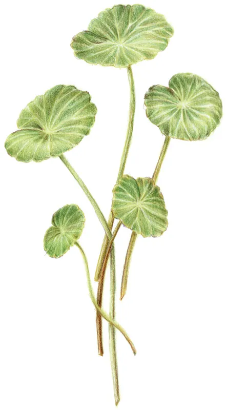 Immagine 2 GIOVINEZZA E MATURITÀ