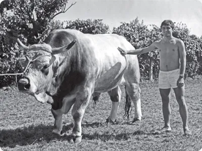 Non sempre un toro si prende per le corna…