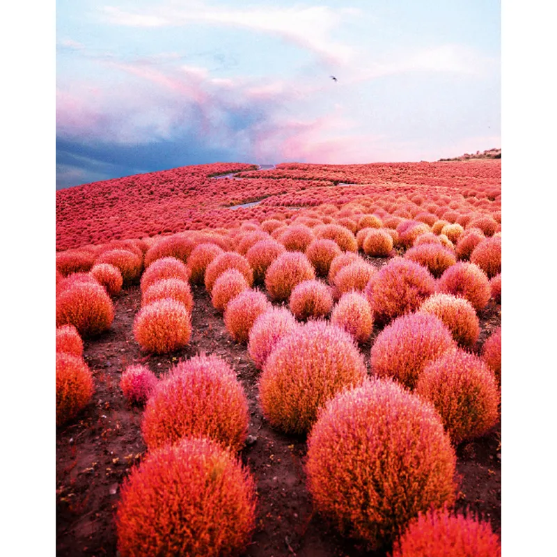 Le colline di Hitachinaka, ottobre 2016