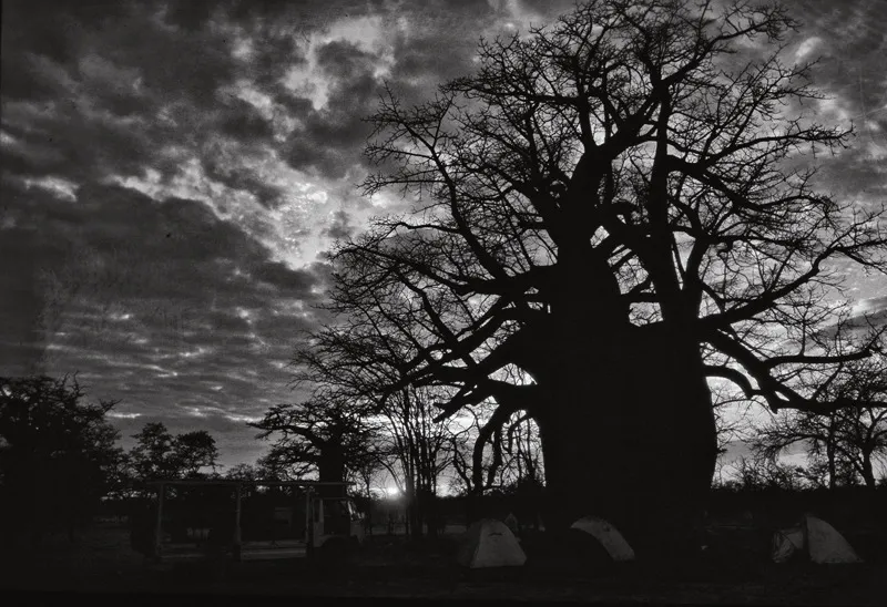 Il sapere è un tronco di baobab, una sola persona non può abbracciarlo