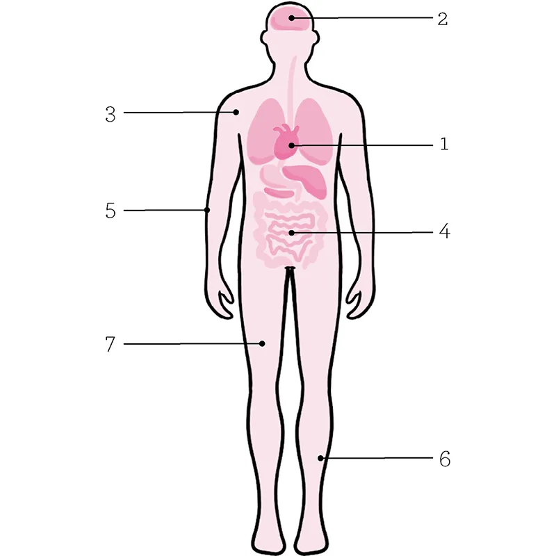 Come funzioniamo: l’automobile e l’essere umano