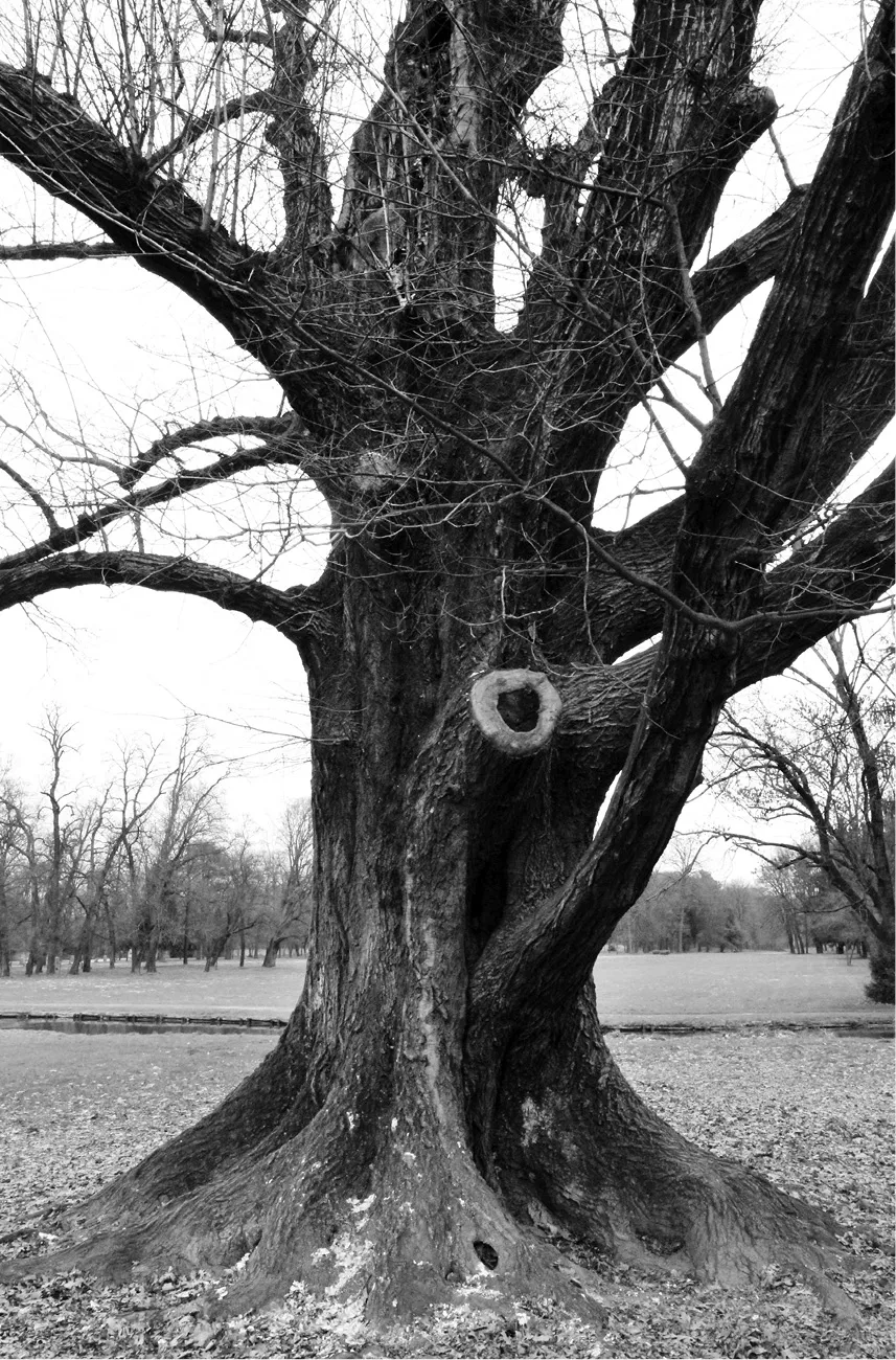 Giardini della Reggia di Monza: l’albero più rappresentativo è una quercia rossa ultrasecolare, albero maestoso d’estate, vestito di chioma, quanto d’inverno, quando le sue cortecce e la base corpulenta lo avvicinano all’idea che possiamo custodire d’un maligno albero da fiaba oscura.