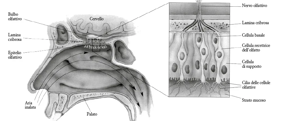 Disegno delLa struttura dell’epitelio.