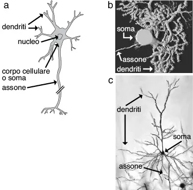 Figura descritta in didascalia.