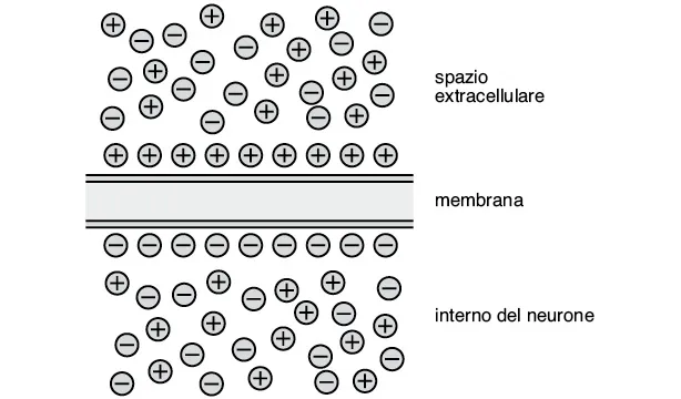 Figura descritta in didascalia.