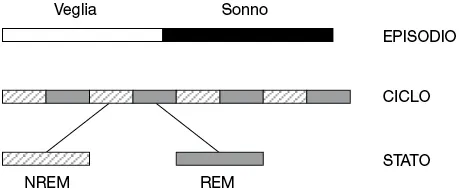 Fig. 1.1. Livelli di organizzazione del sonno (Salzarulo e coll., 2003).