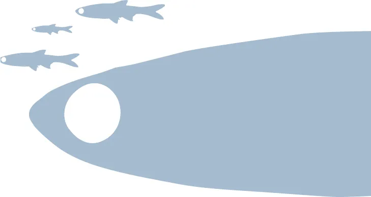 A sketch outline of Minnows, sucker and Loches. A sketch outline shows a thumb-like shape One small circle in between the sketch represents the eye. Three similar A sketches were drawn next to the main sketch representing three fishes.