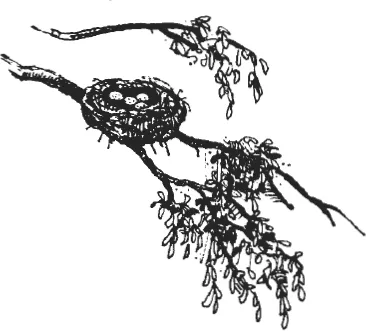 A sketch showing a bird’s nest with eggs in it on a branch of a tree.