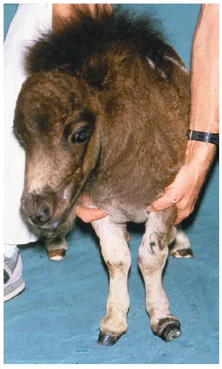 A photo of a person holding the legs of a young American miniature horse.
