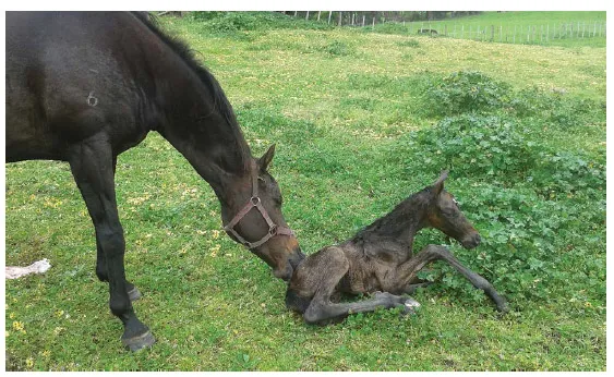 A photo of a mare licking the body of the newborn foal lying on grassland.