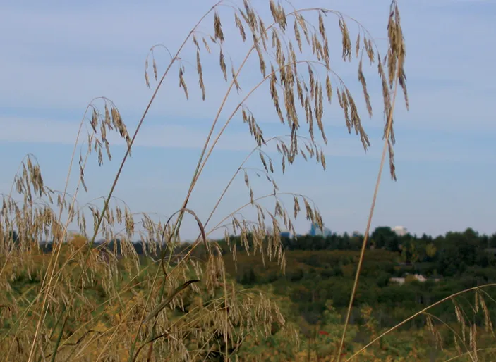 A photograph of golden wheat like vegetation in early fall is in focus in the foreground. A high river bank is visible in the background.