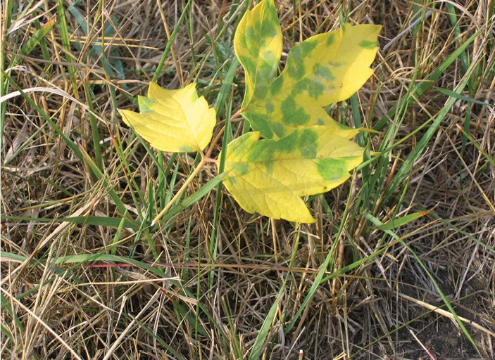 A close up photograph of leaves that have turned yellow lying on the grass.