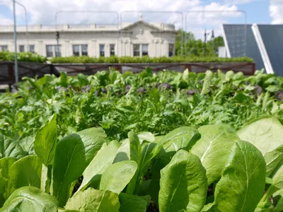 Rooftop greens basking in the sun, Uncommon Ground, IL