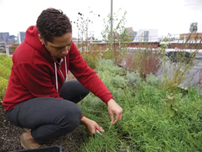 Volunteer harvesting herbs, Eagle Street Rooftop Farm, NY
