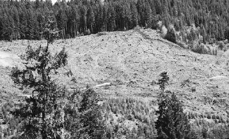 Scars on the landscape left behind by logging operations.