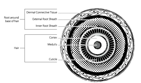 Hair_Cross_Section.eps