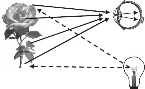 FIGURE 2.4. The light bulb illuminates the rose. The light that bounces off the rose enters the eye, enabling us to see the rose
