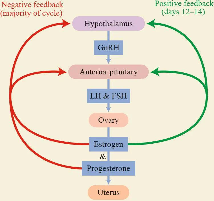 Female Reproductive Hormone Pathway