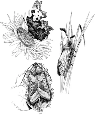 The Natural History of Moths_0001_001.webp