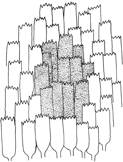 The Natural History of Moths_0002_001.webp