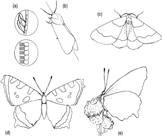 The Natural History of Moths_0003_001.webp