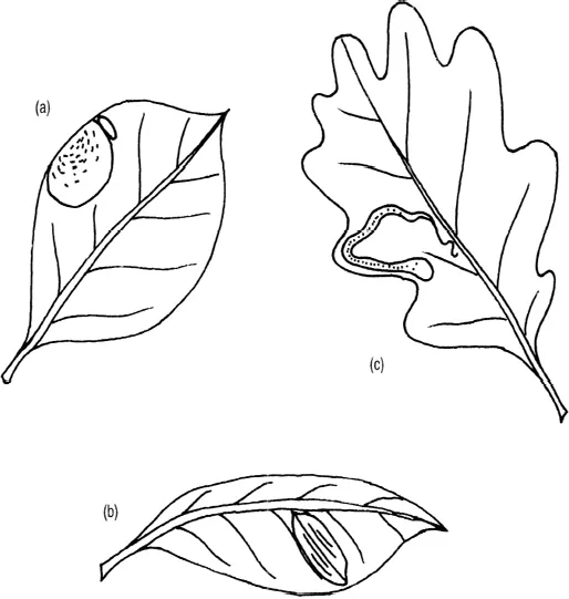 The Natural History of Moths_0005_001.webp
