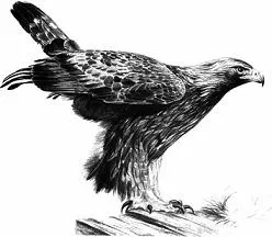 9781408134559_re_0032_001