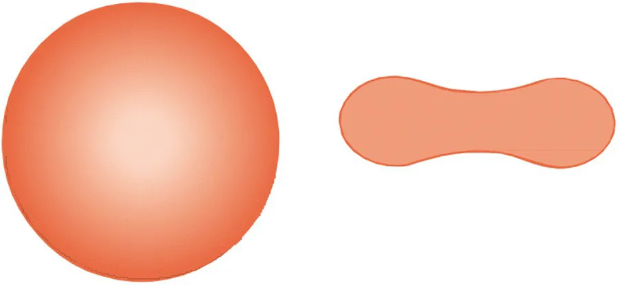 Diagram of a red cell viewed from above (appearing to be circular) (left) and in cross section (appearing to be a biconcaved disc) (right).