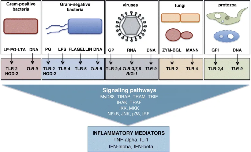 The figure depicts “The pathogen-associated molecular patterns (PAMPs) and pathogen-pattern receptors (PRRs).” The schematic representation illustrates different types of pathogens: Gram-positive and gram-negative bacteria, viruses, fungi and protozoa, their “Pathogen small molecular motifs (PAMPs) or extracts (vaccines),” pattern-recognition receptors, signalling pathways and inflammatory mediators.