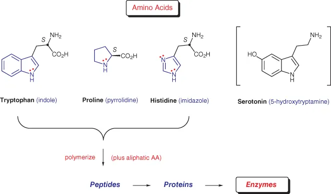 Schematic structures of some naturally occurring heterocycles (tryptophan, proline, histidine, serotonin).