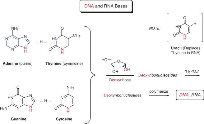 Schematic structures of naturally occurring heterocycles (adenine, thymine, guanine, cytosine,)