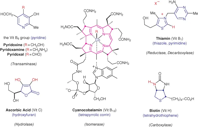 Schematic structures of heterocyclic vitamins (pyridoxine, thiamin, ascorbic acid, cyanocobalamin, biotin).