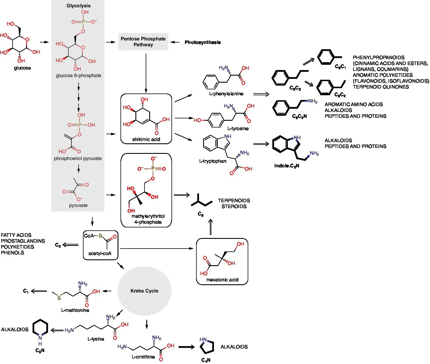Schematic flow illustrating the building blocks for secondary metabolism derived from primary metabolism, with building blocks C1, C2, C5, C6C3, C6C2N, indole.C2N, C4N and C5N).