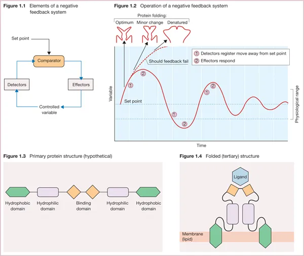 Diagram showing elements of negative feedback system, operation of negative feedback system of protein folding, primary protein structure, and folded tertiary structure.