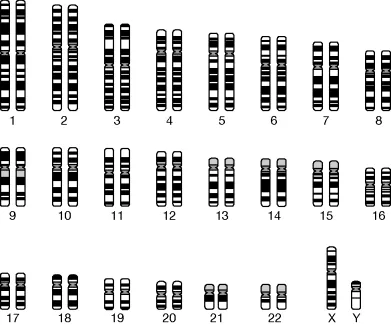 Figure depicting human karyotype, where somatic cells contain 23 pairs of chromosomes including 22 pairs of autosomes and one pair of sex chromosomes.