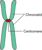 Figure depicting the structure of a chromosome, where chromatid and centromere are labeled.