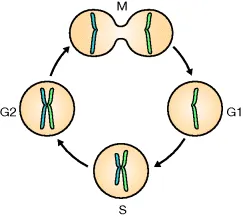 Figure depicting the cell cycle. The stages of the cell cycle are gap 1 (G1), synthesis (S), gap 2 (G2) and mitosis (M).