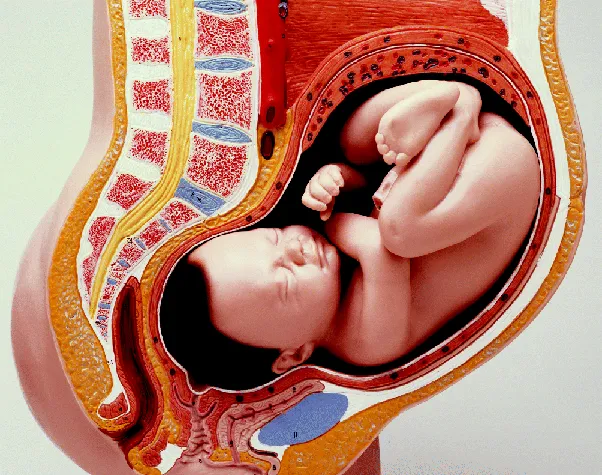 Figure in the background of the page depicting a baby inside the womb.