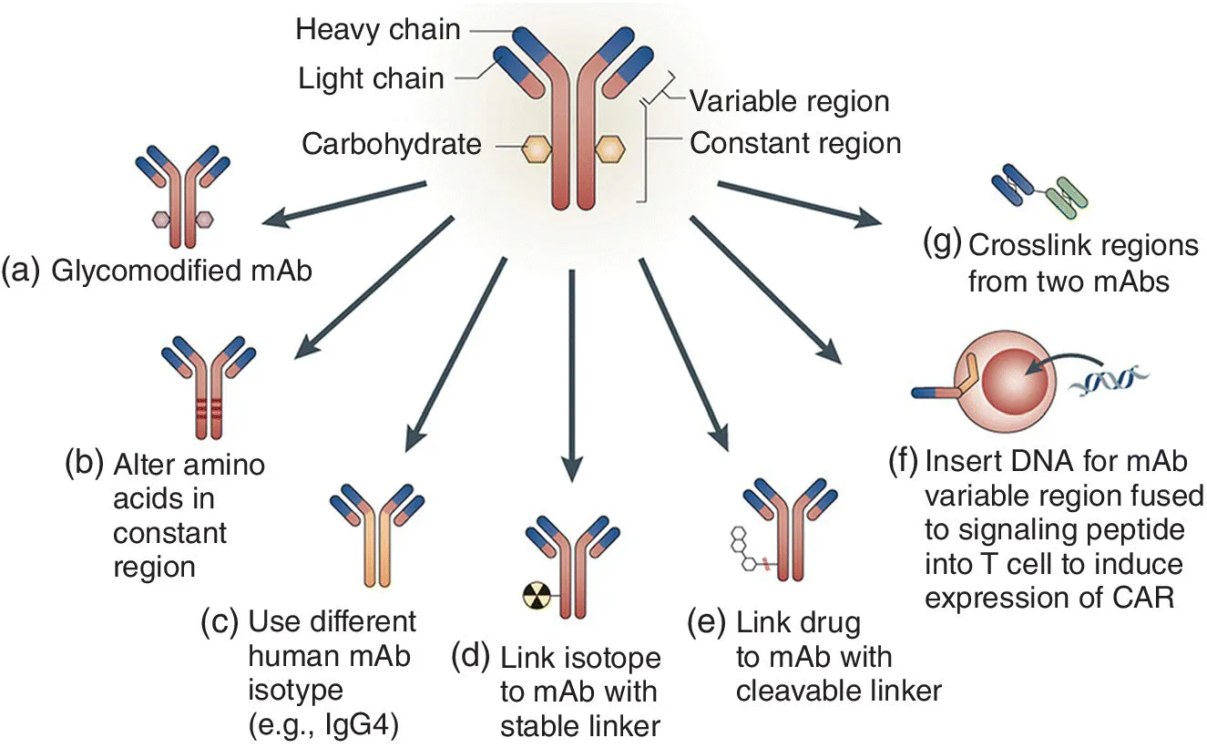 Schematic of monoclonal antibody (mAb) structure with arrows illustrating glycomodified mAb, alter amino acids in constant region, use different human mAb isotype, link isotope to mAb with stable linker, etc.