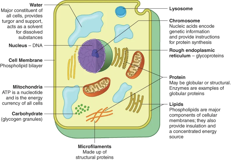 Diagrammatic illustration of biochemical nature of cells.