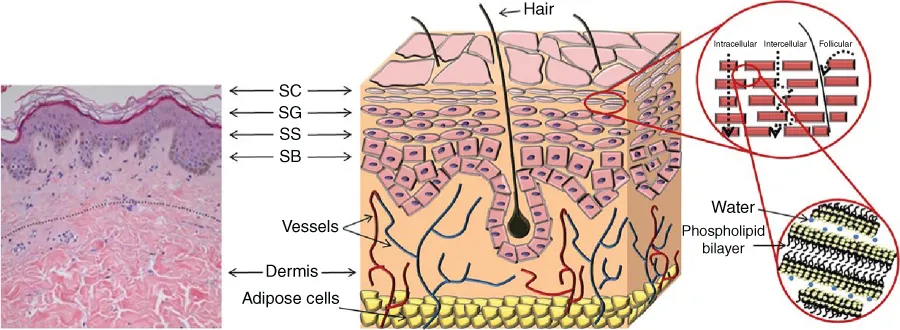 Scheme of the skin.