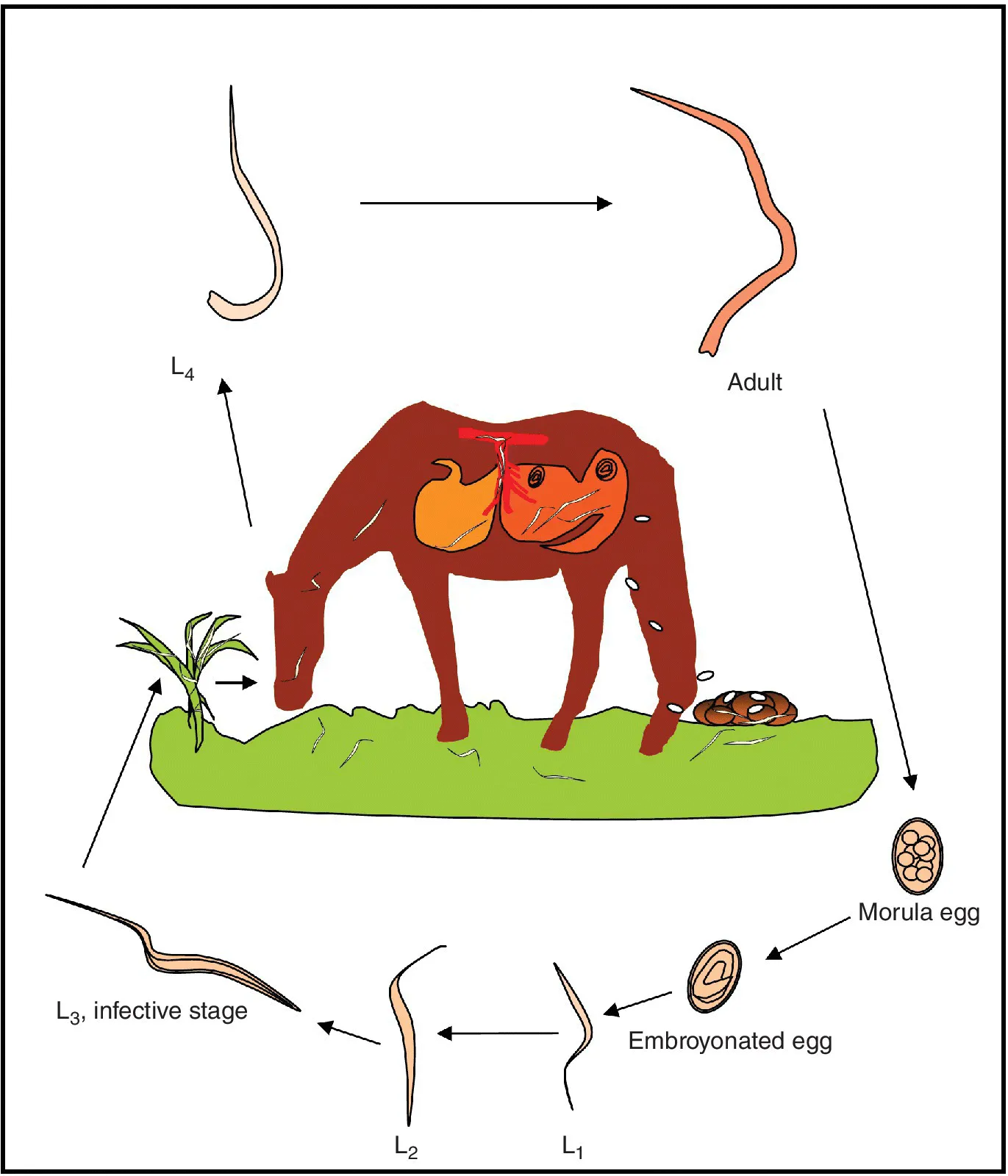 Life cycle diagram with arrows from an adult strongyle to morula egg, to embryonated egg, to L1, to L2, to L3 (infective stage), to a grass with L3, to a horse with L3 inside its stomach, to L4, and back to the adult strongyle.