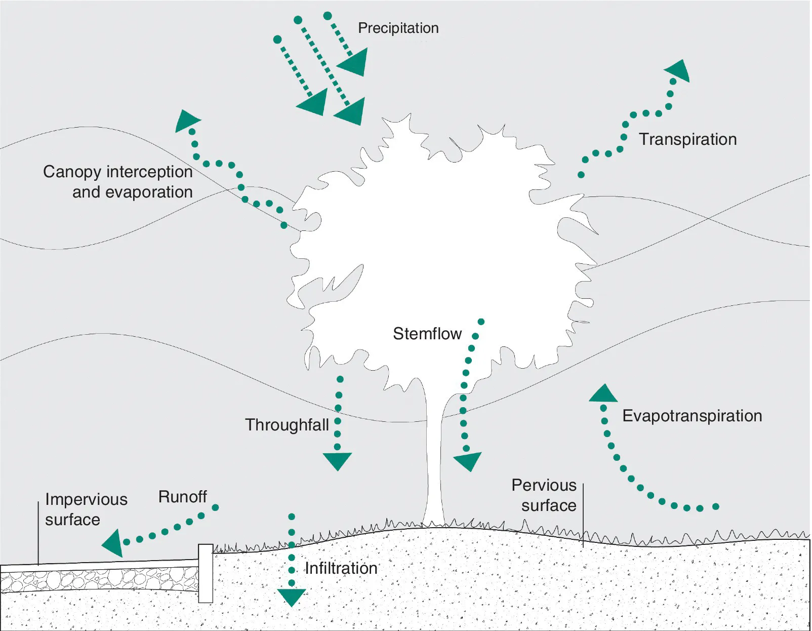 Schematic illustrating the role of vegetation in the natural hydrologic cycle, with arrows depicting precipitation, transpiration, evapotranspiration, stemflow, throughfall, infiltration, etc.