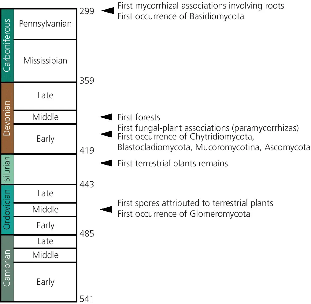 Chronograph chart illustrating the earliest occurrences of fungi, plants, and fungal-plant interactions in Palaeozoic times, involving Cambrian, Ordovician, Silurian, Devonian, and Carboniferous.