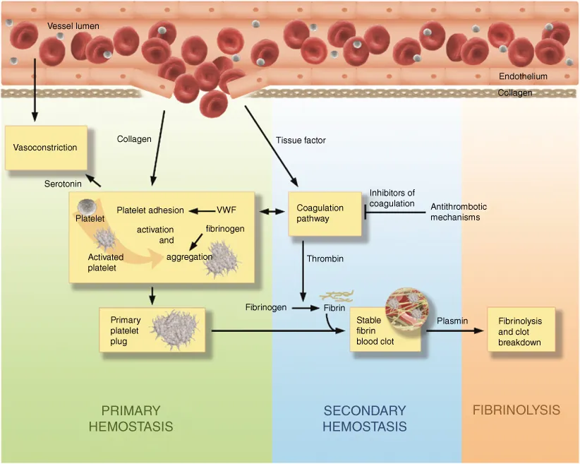 Schematic overview depicting the processes of primary hemostasis, secondary hemostasis, and fibrinolysis.