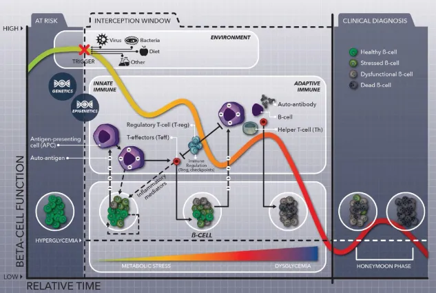 Screenshot depicting the progression of at-risk individuals toward diabetes initiated by a combination of genetic risk coupled with environmental triggers, ultimately resulting in the sensitization of the immune system against islet β-cell antigens. 