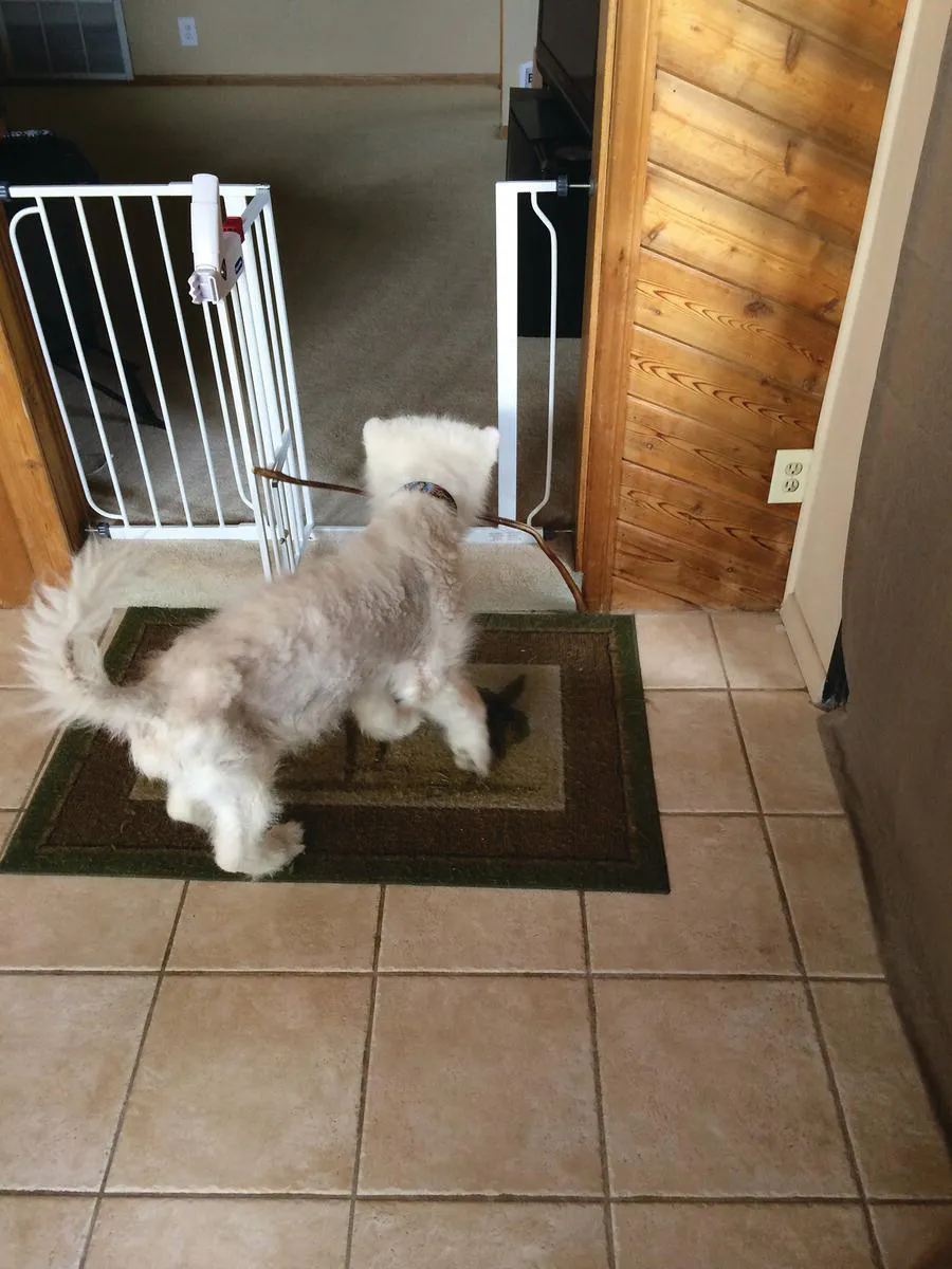 Photo of Serissa attempting to get a stick through the baby gate.