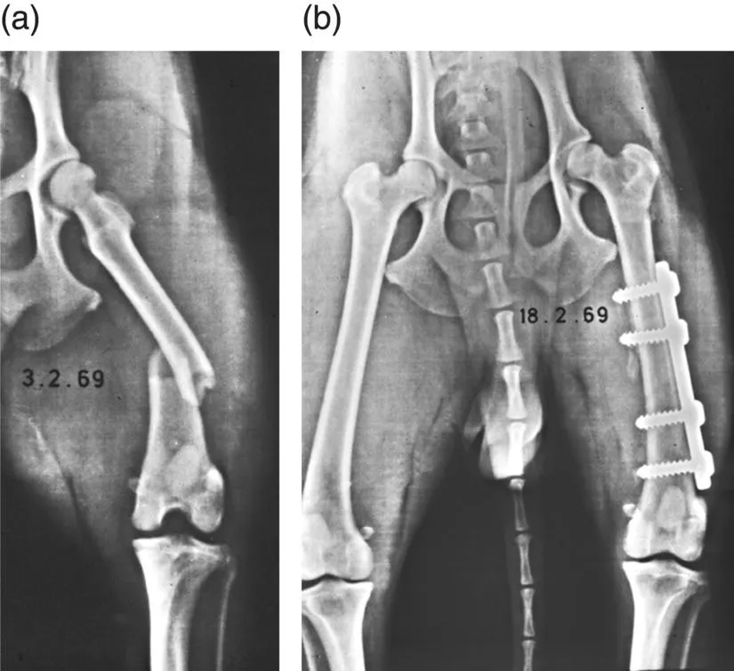 Radiographic images displaying a femur fracture in a Spitz, dated February 3, 1969 (left) and the fixed femur fracture of the Spitz with the use of a four‐hole 4.5 mm round hole plate, dated February 18, 1969 (right).