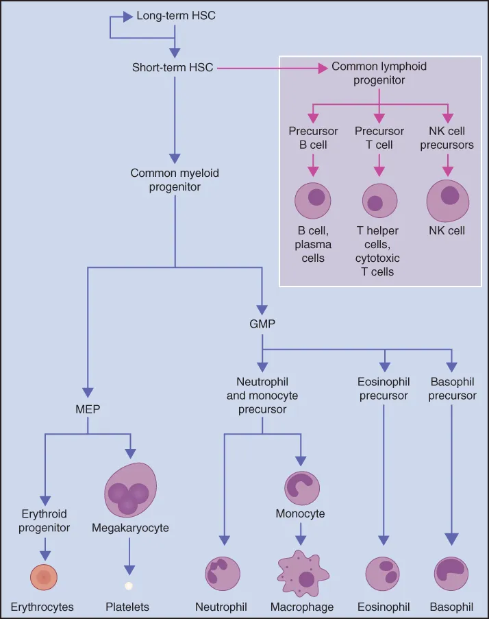 Image described by caption and surrounding text.